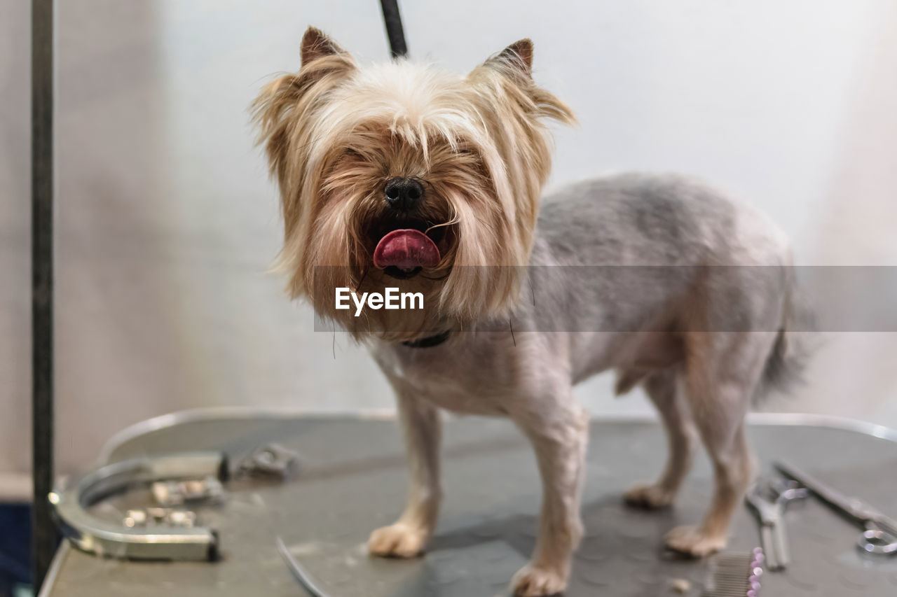 Yorkshire terrier dog gets nail cut hair grooming at salon and pet spa