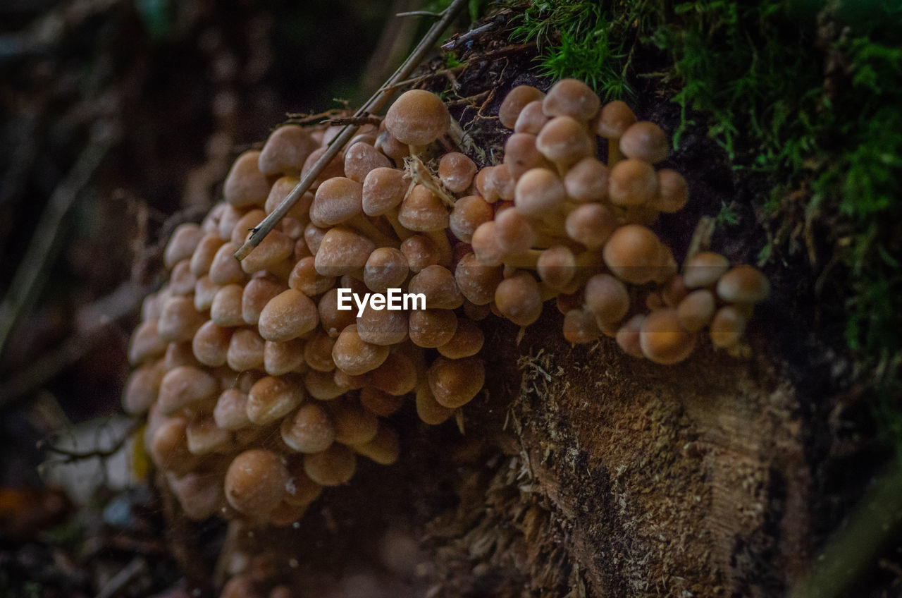 Fungi on tree