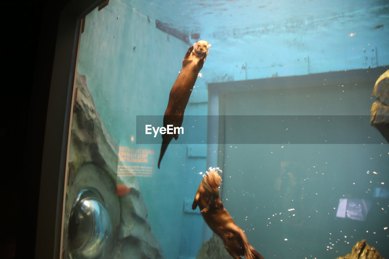 WOMAN SWIMMING IN AQUARIUM