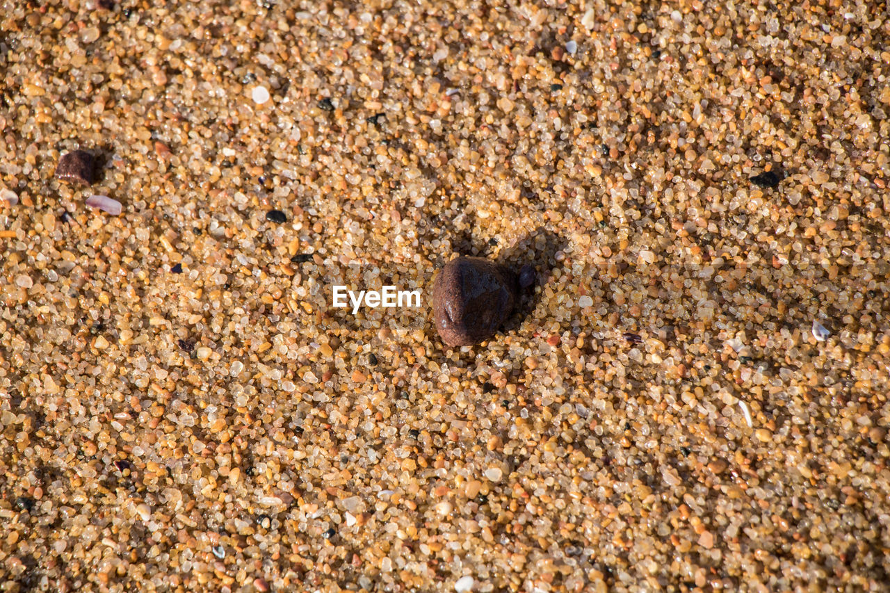 CLOSE-UP OF CRAB ON BEACH