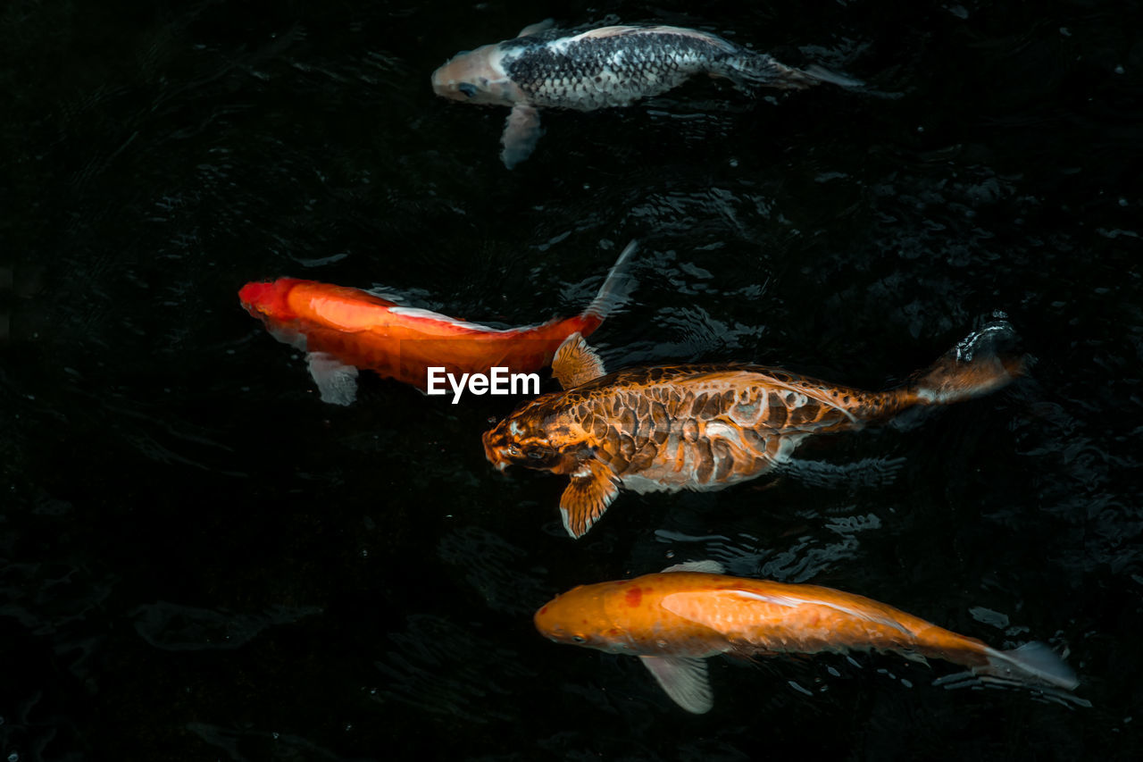 HIGH ANGLE VIEW OF KOI CARPS IN SEA