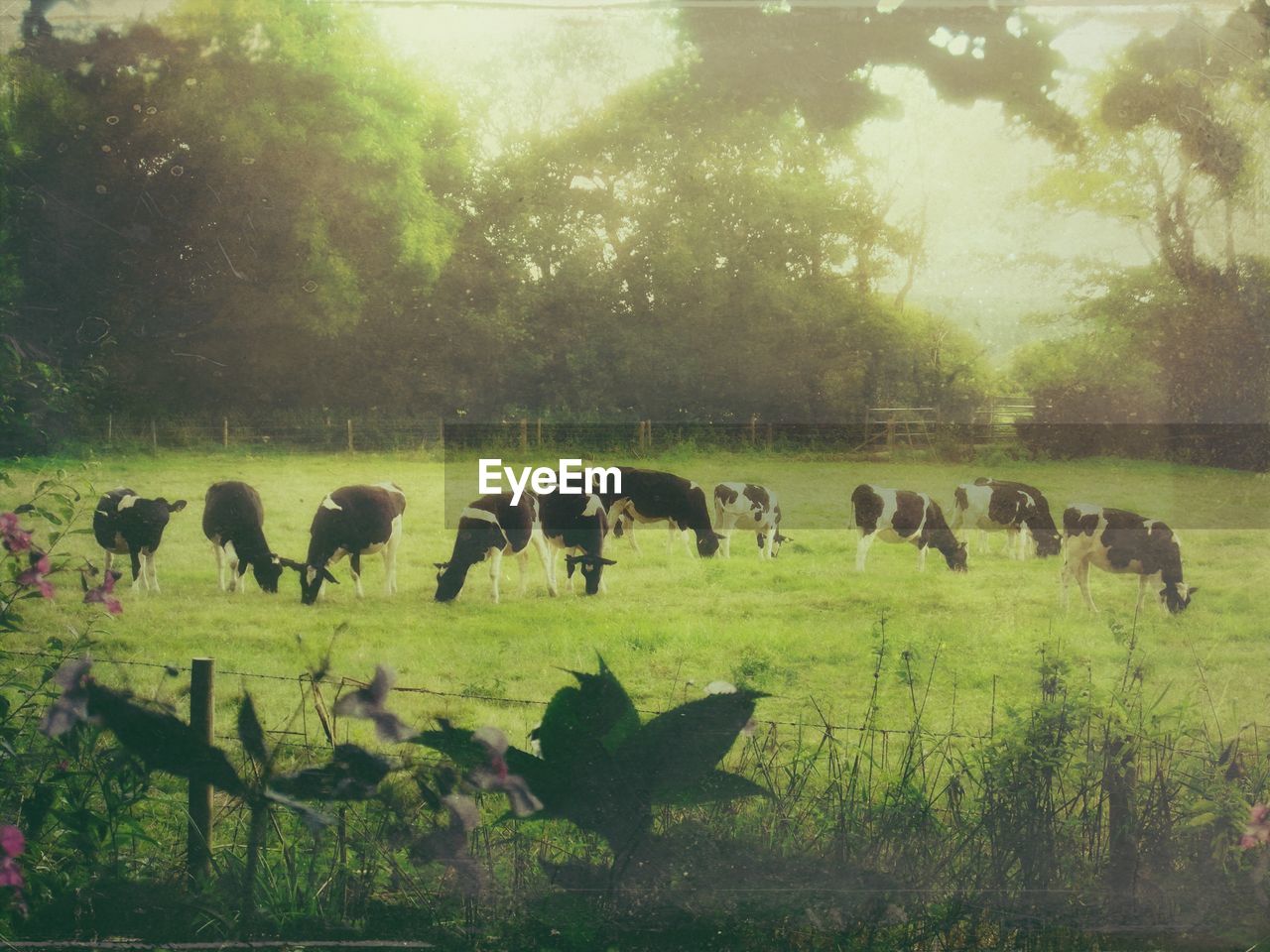 Cows grazing in pasture against plants