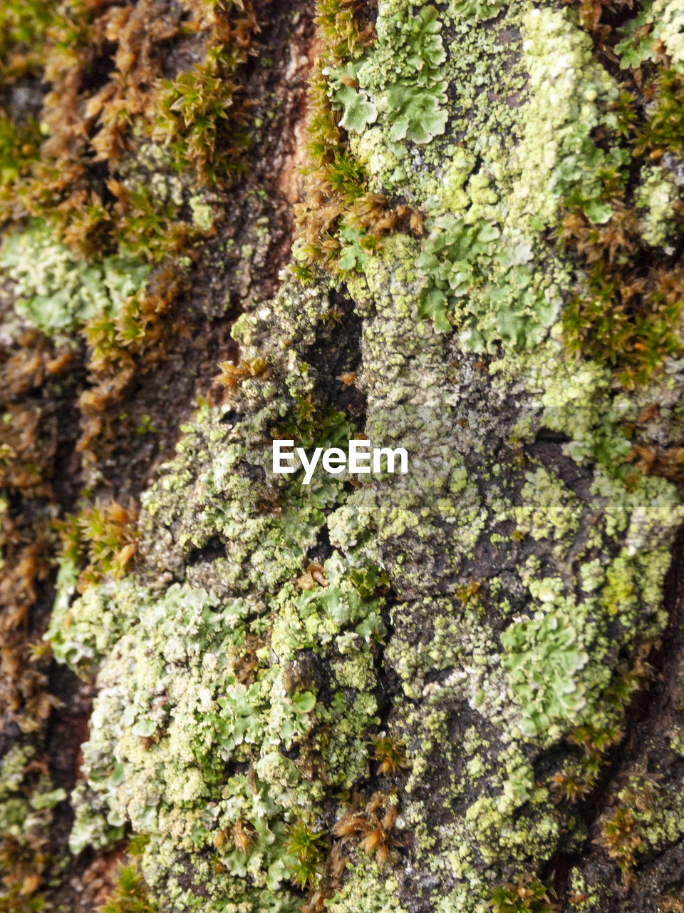 FULL FRAME SHOT OF TREE TRUNK