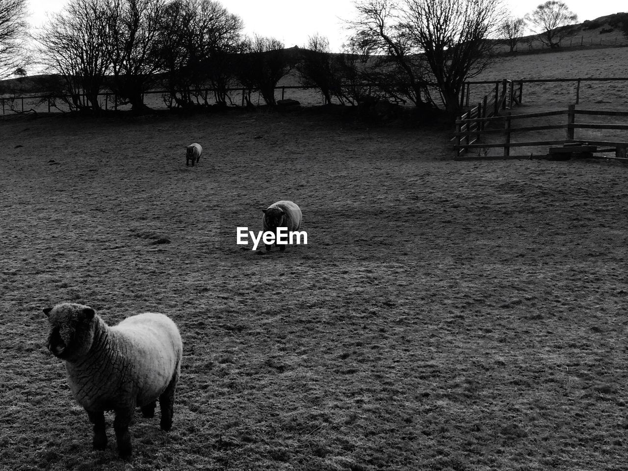 SHEEP IN PARK