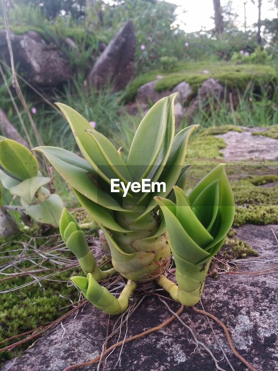 HIGH ANGLE VIEW OF SUCCULENT PLANT