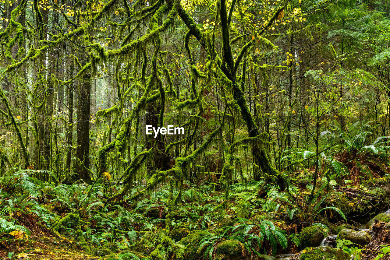 Plants growing in forest