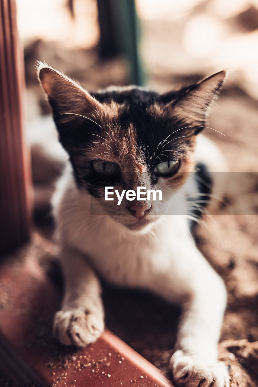 Close-up portrait of a kitten