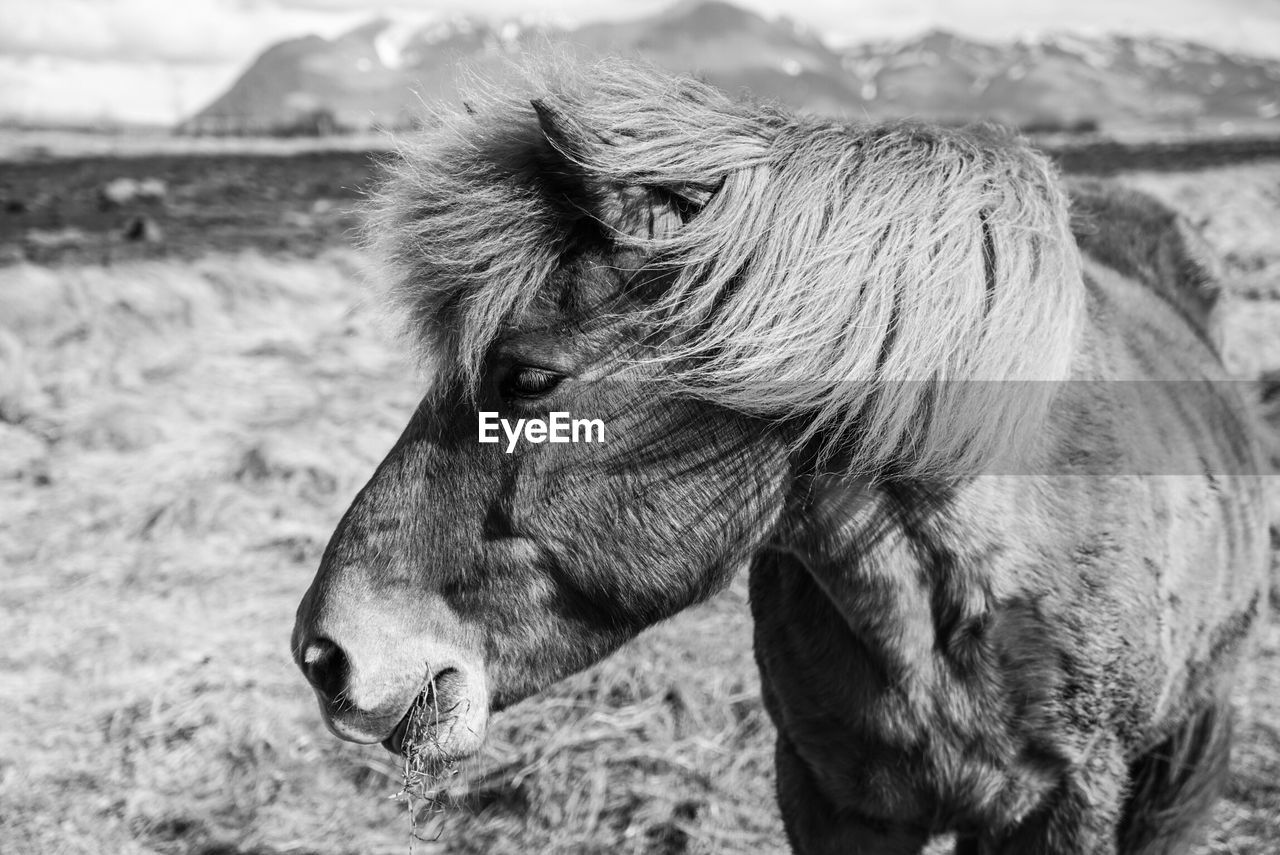 Horse standing on field