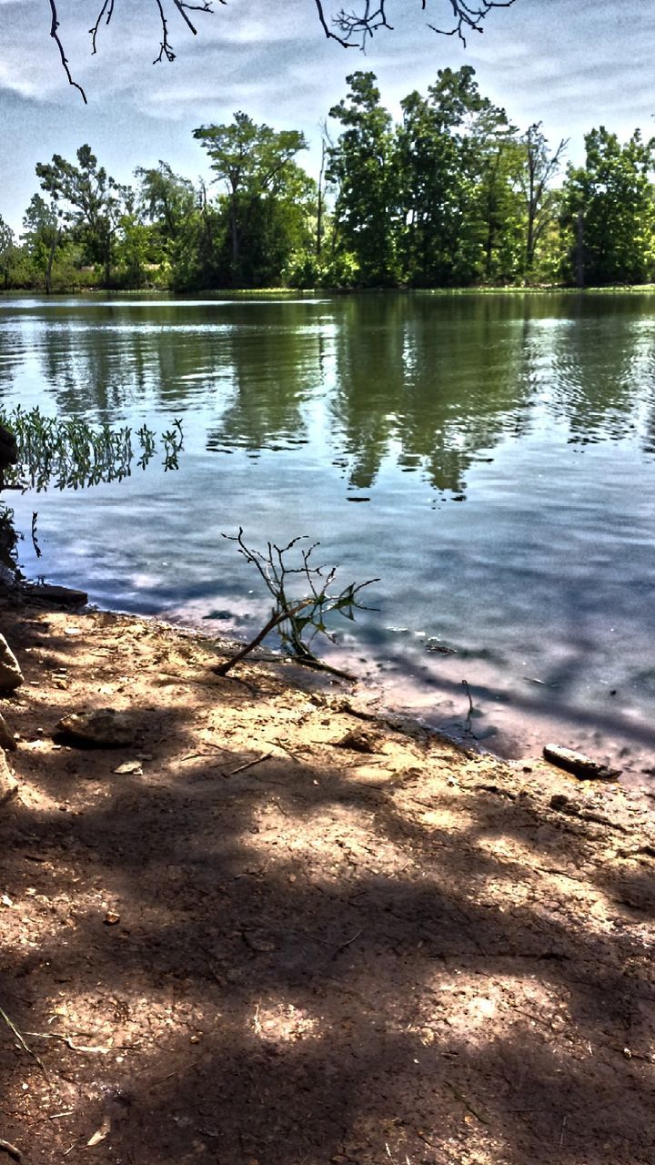 Reflection of trees in water