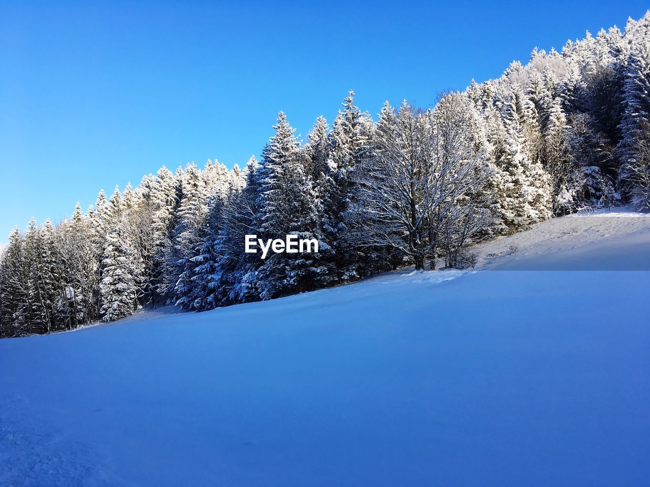 LOW ANGLE VIEW OF SNOW COVERED TREES AGAINST BLUE SKY