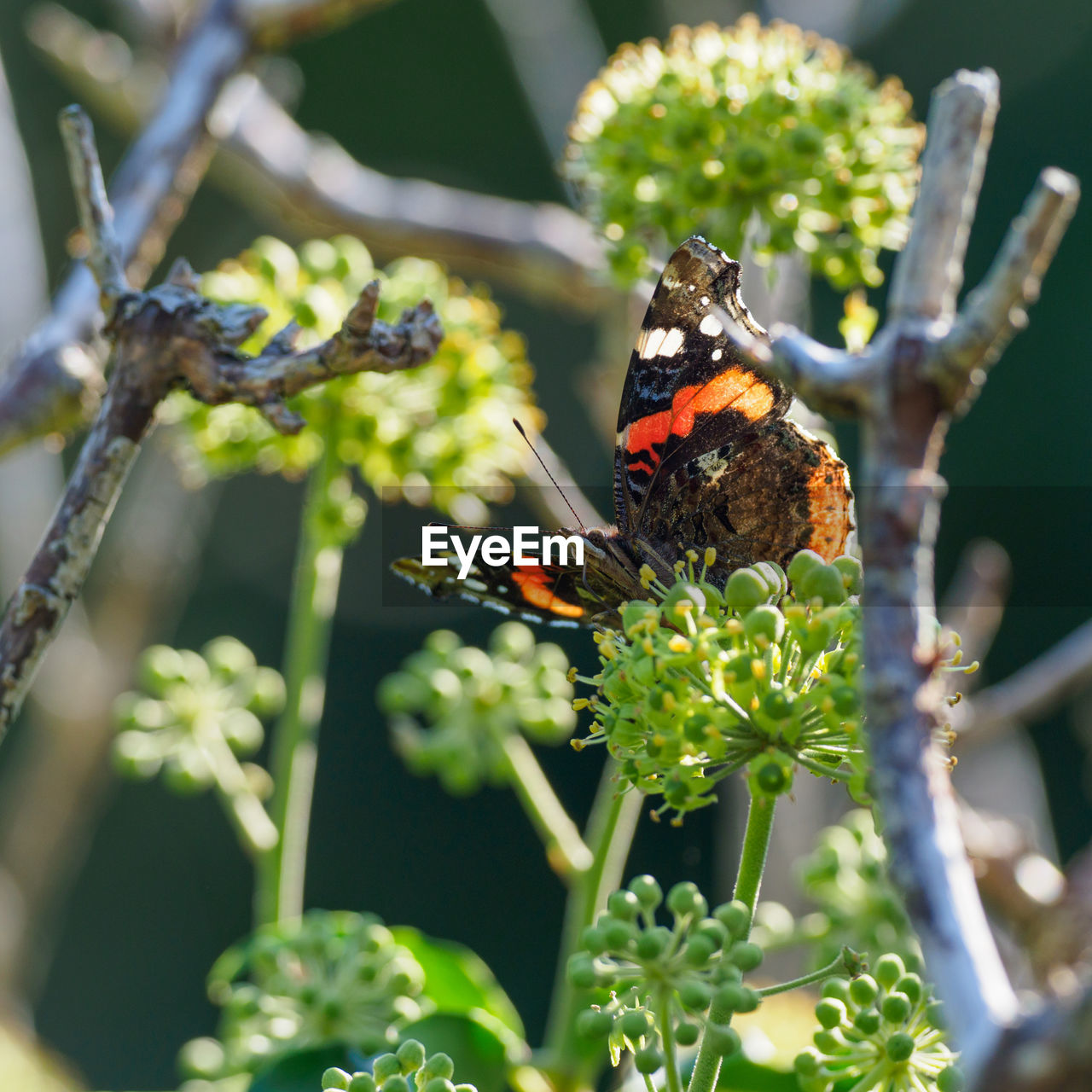 CLOSE-UP OF BUTTERFLY ON PLANT