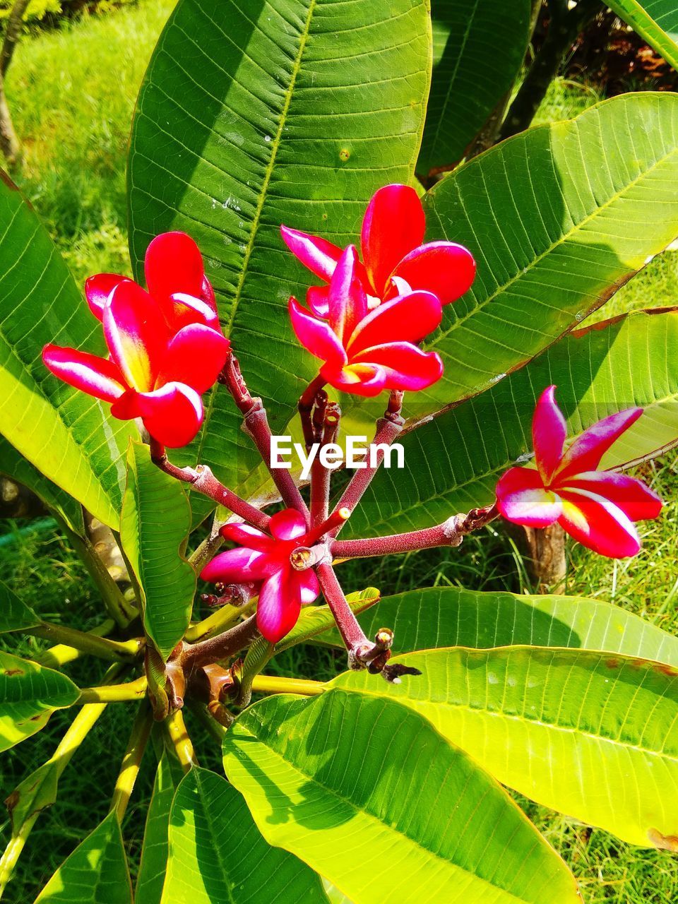 CLOSE-UP OF PINK FLOWER BLOOMING OUTDOORS