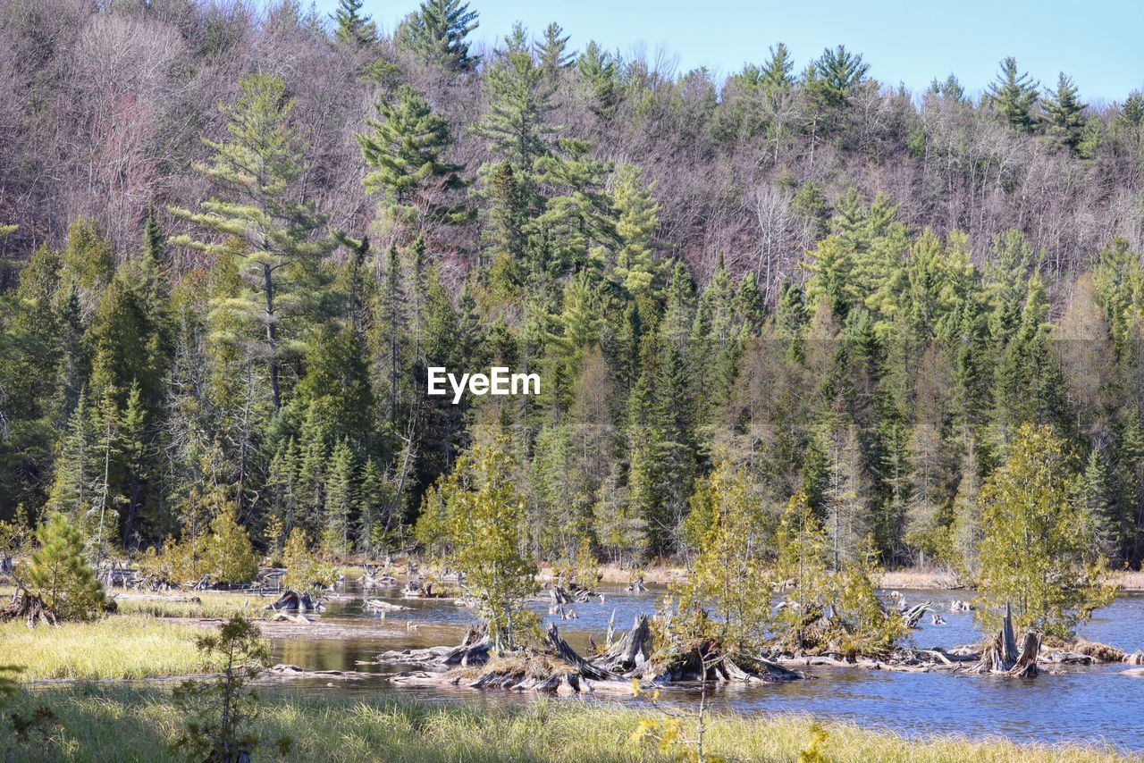 SCENIC VIEW OF FOREST