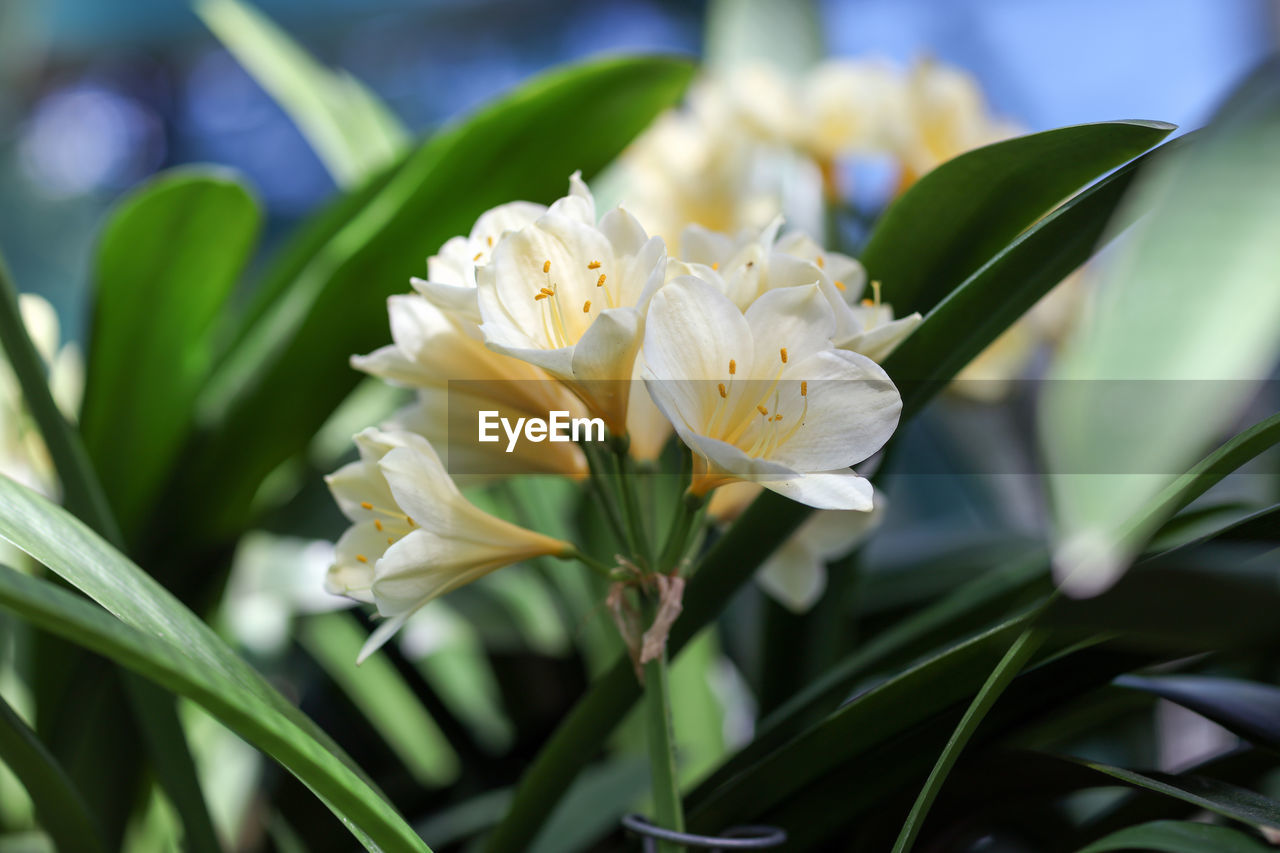 Close-up of white flowering plant