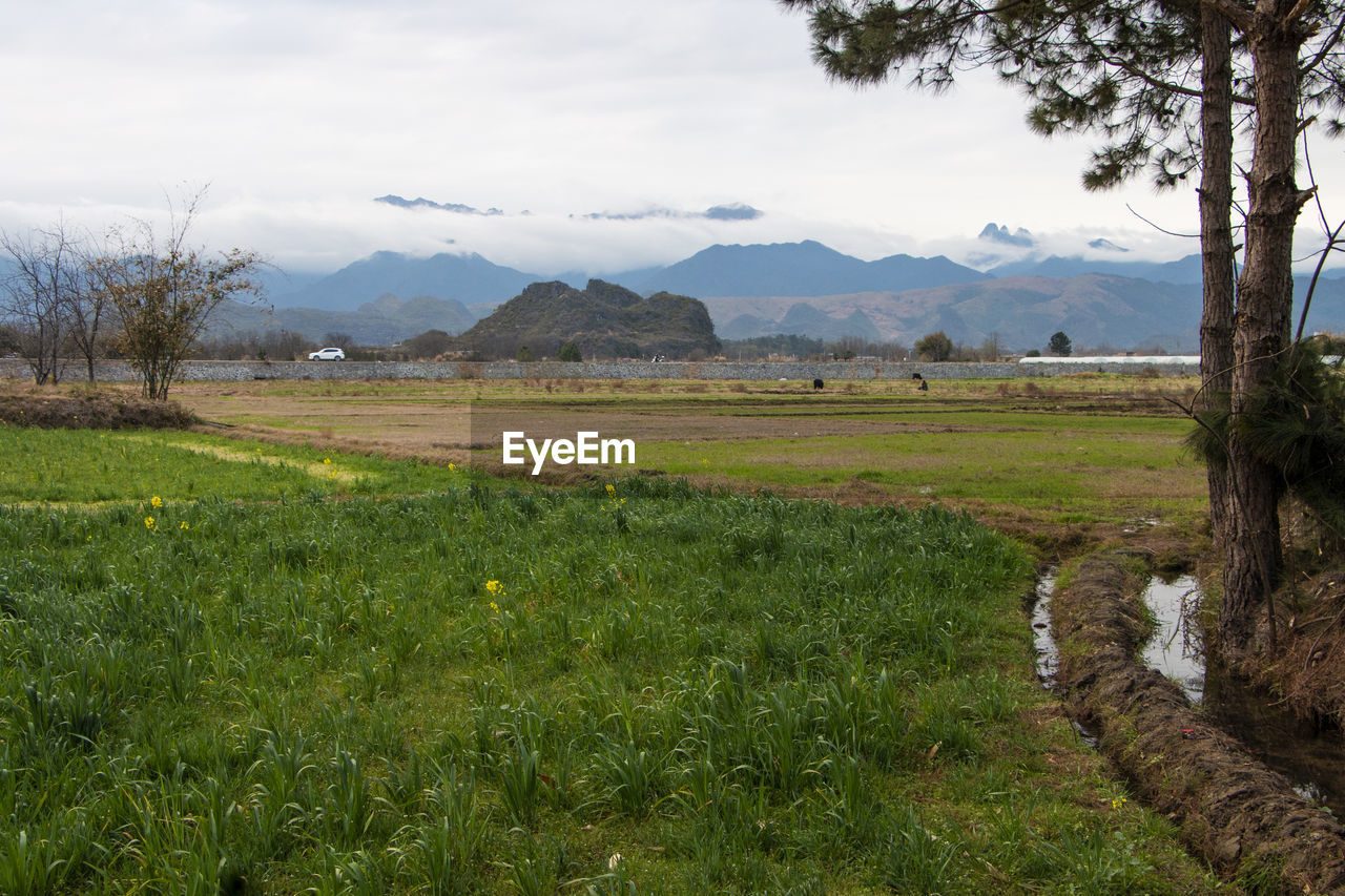 SCENIC VIEW OF GRASSY FIELD AGAINST SKY