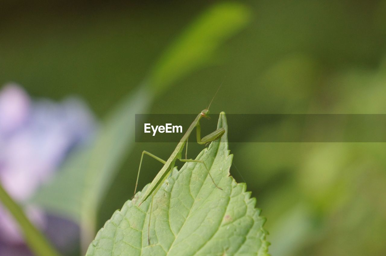 CLOSE-UP OF CATERPILLAR ON PLANT