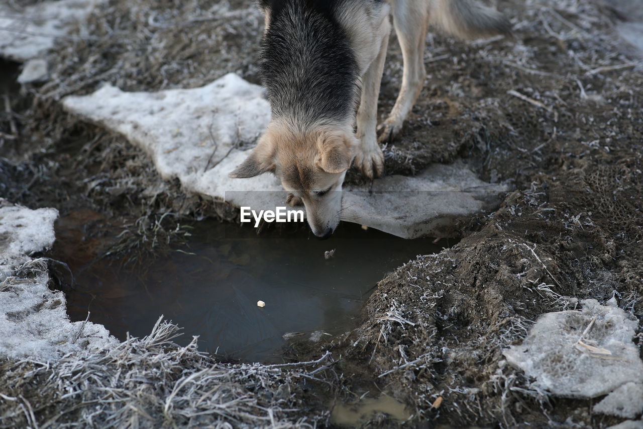 HIGH ANGLE VIEW OF DOG DRINKING WATER FROM GLASS
