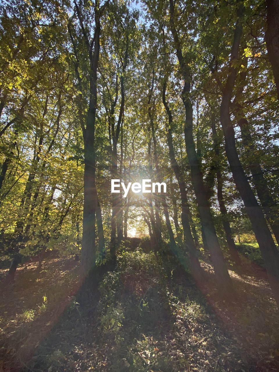 Sunlight streaming through trees in forest