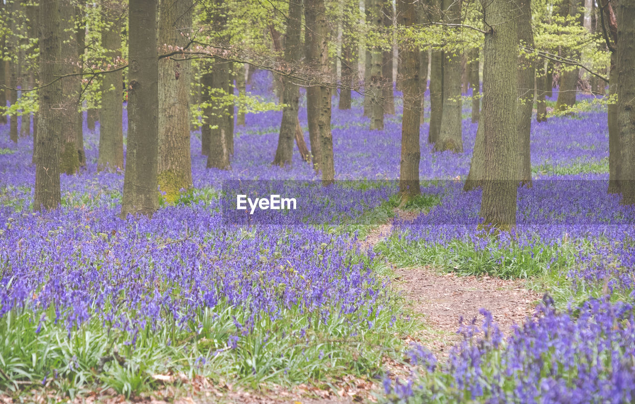 PURPLE FLOWERING PLANTS ON FIELD