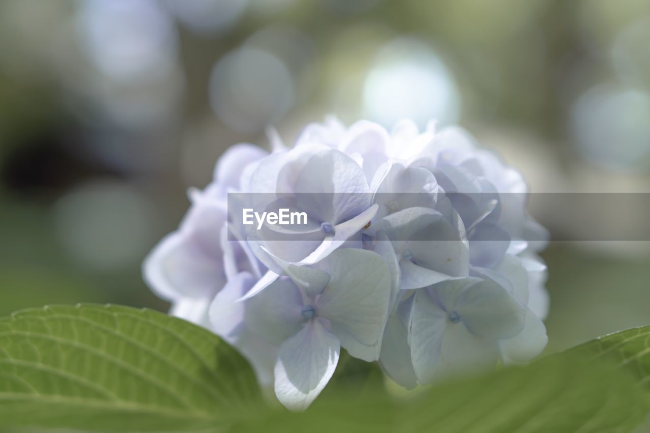 Close-up of white hydrangea