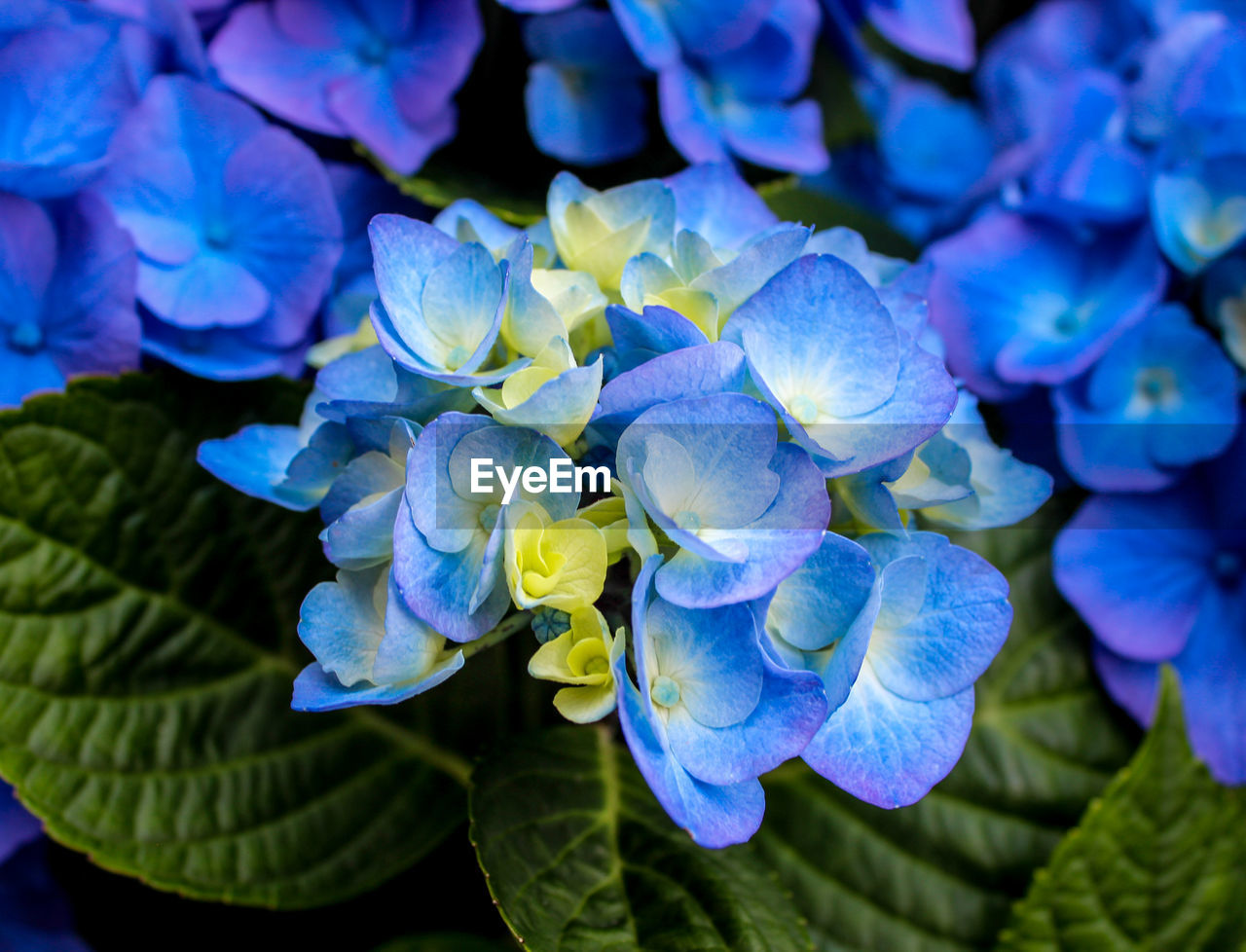 Close-up of blue hydrangeas blooming outdoors
