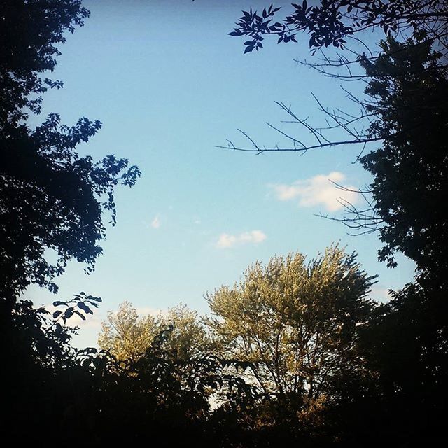 LOW ANGLE VIEW OF TREES AGAINST SKY