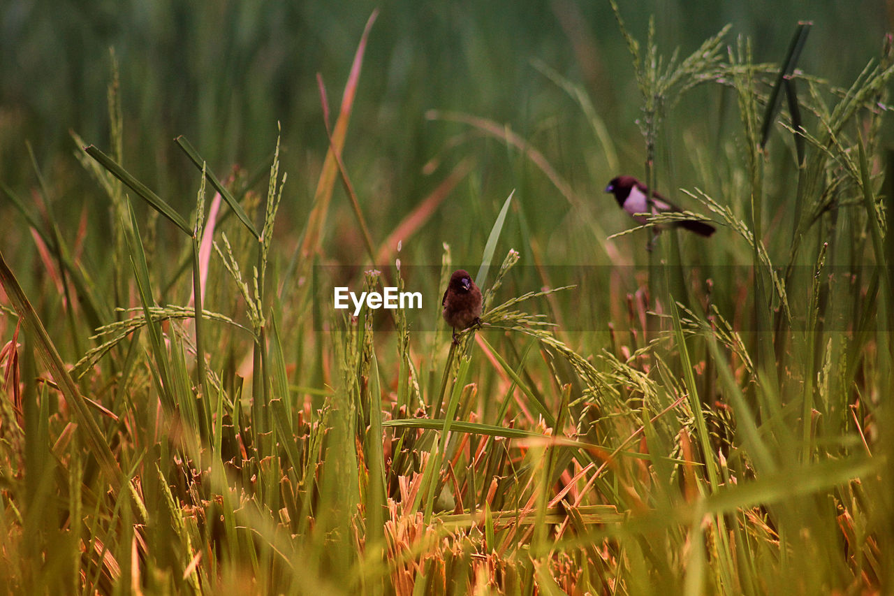 INSECT ON A FIELD