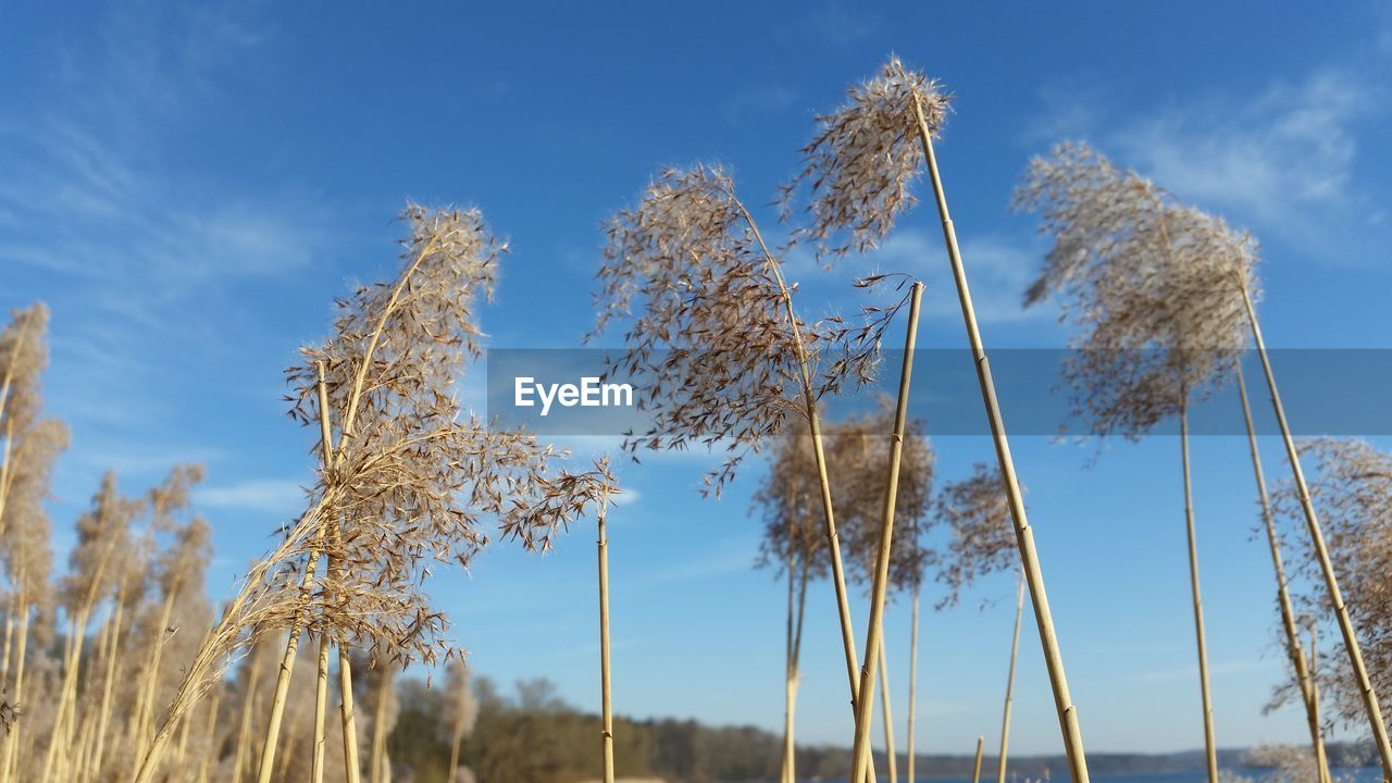 CLOSE-UP OF PLANTS AGAINST BLUE SKY