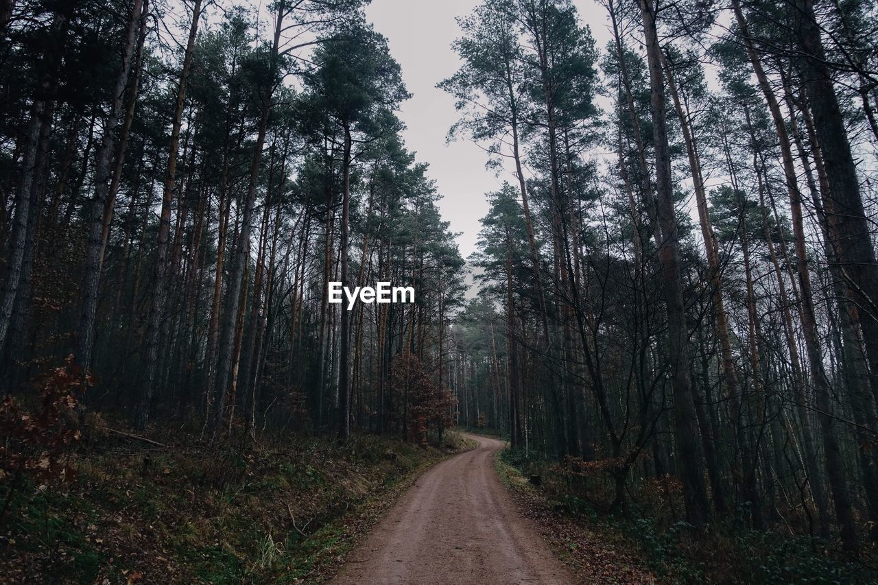 DIRT ROAD AMIDST TREES