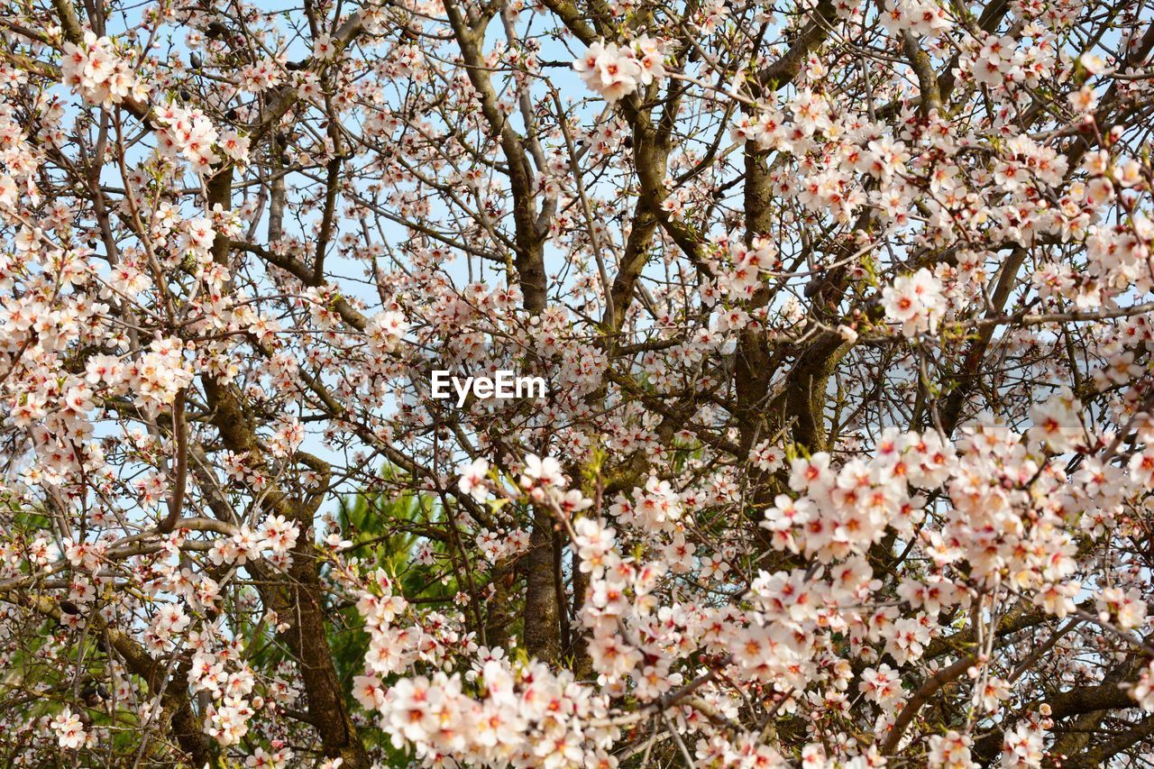 Low angle view of pink cherry blossom tree