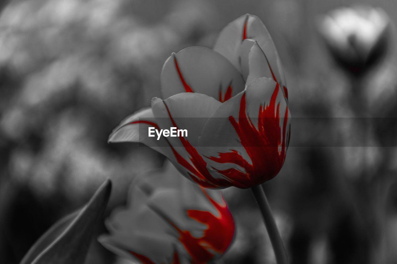 CLOSE-UP OF RED FLOWERING PLANT