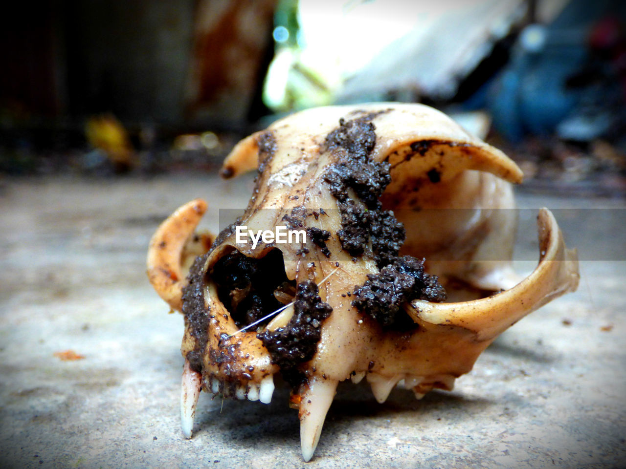 Close-up of animal skull