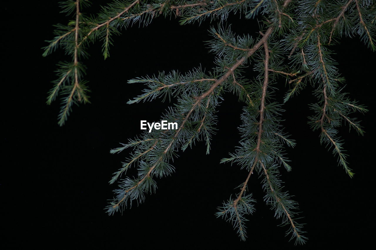 CLOSE-UP OF TREE GROWING AGAINST BLACK BACKGROUND