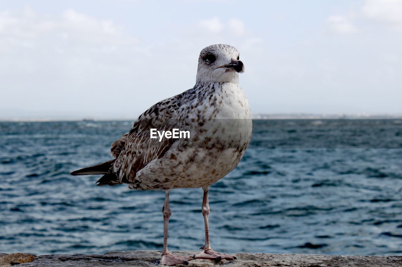 CLOSE-UP OF SEAGULL PERCHING ON SHORE