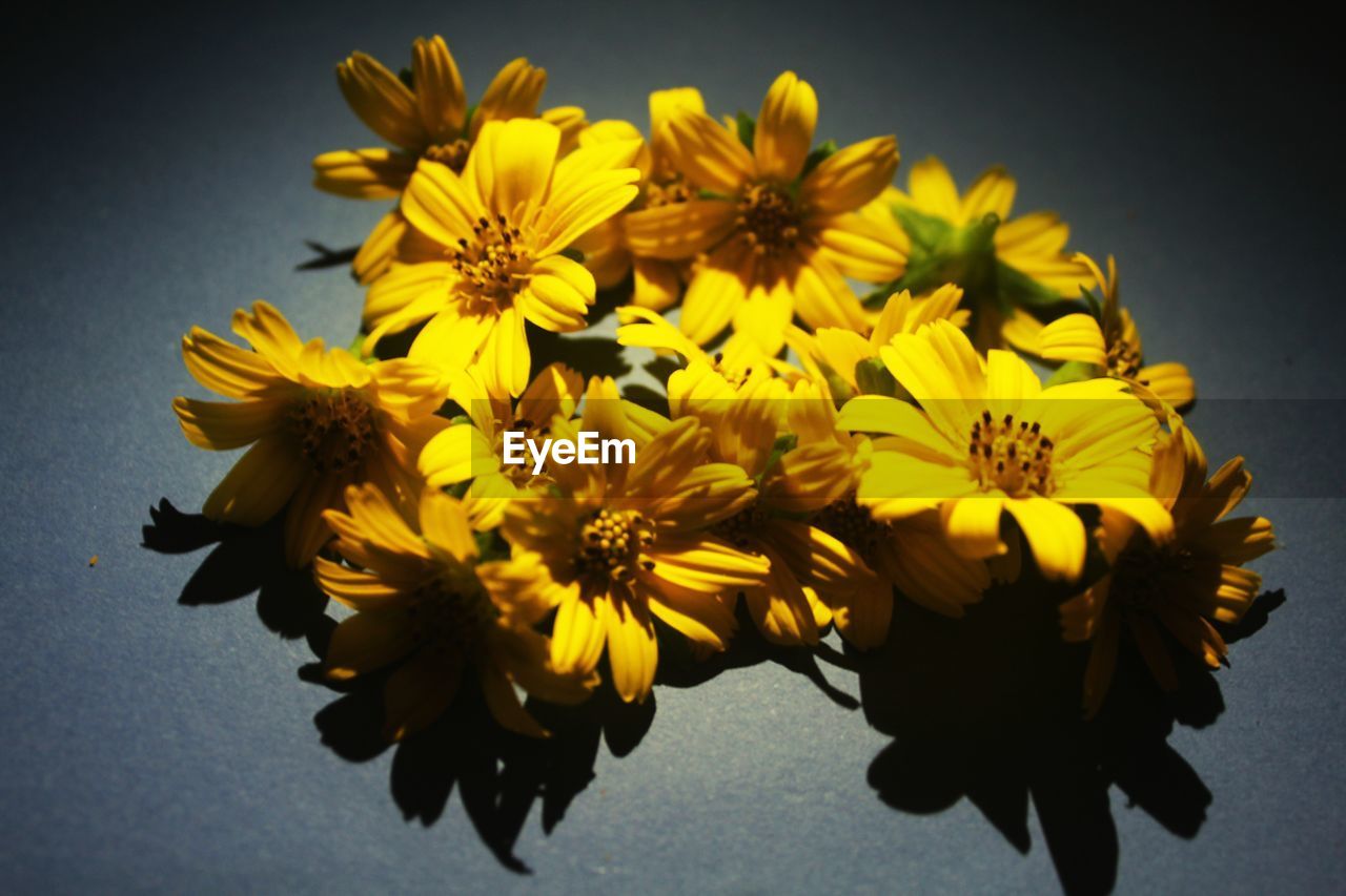 CLOSE-UP OF YELLOW FLOWERING PLANTS
