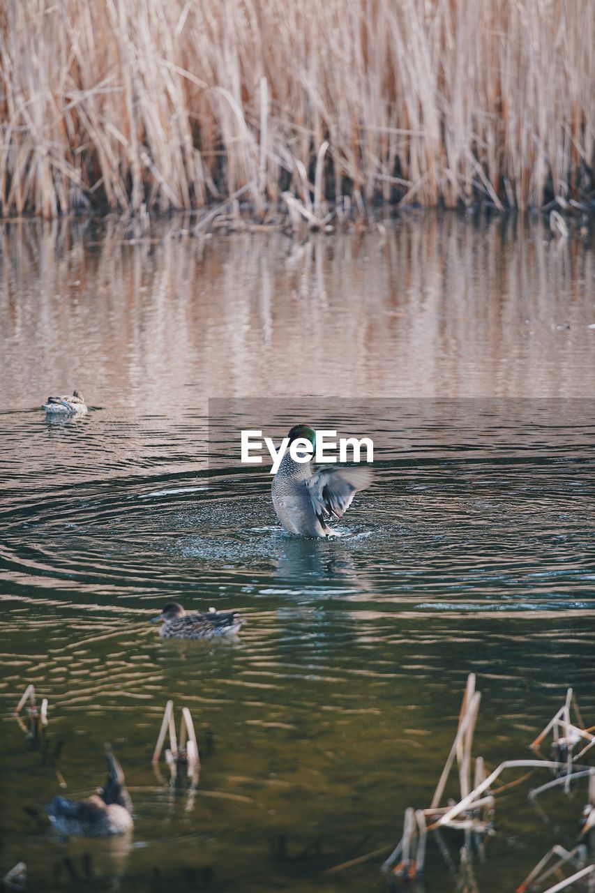 BIRDS IN LAKE