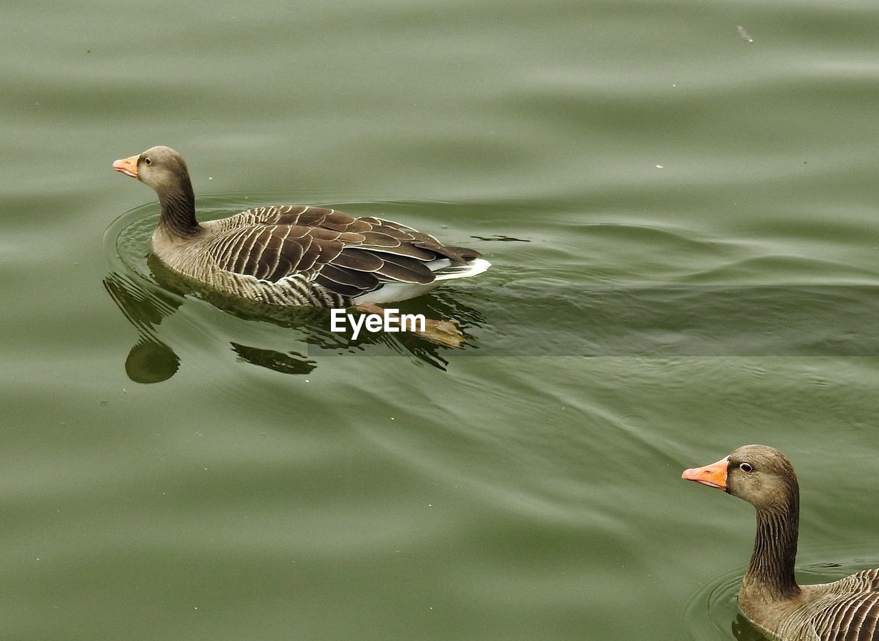 CLOSE-UP OF SWIMMING IN LAKE