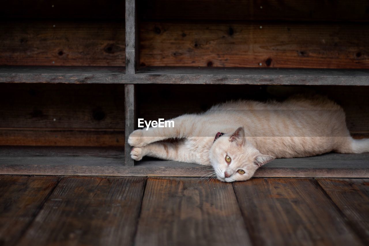 Portrait of cat lying on wooden floor