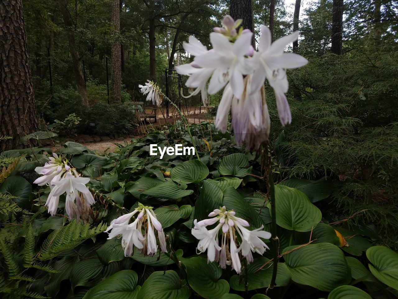 CLOSE-UP OF WHITE FLOWERS IN FOREST