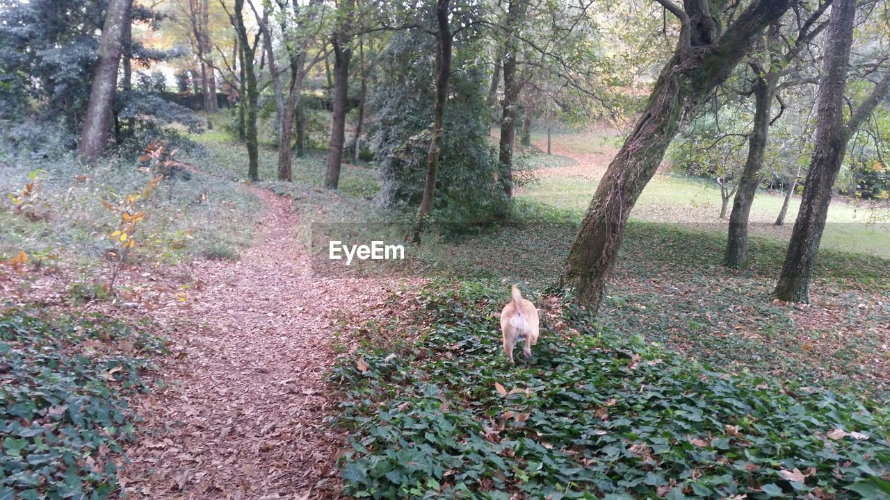 VIEW OF A DOG IN FOREST