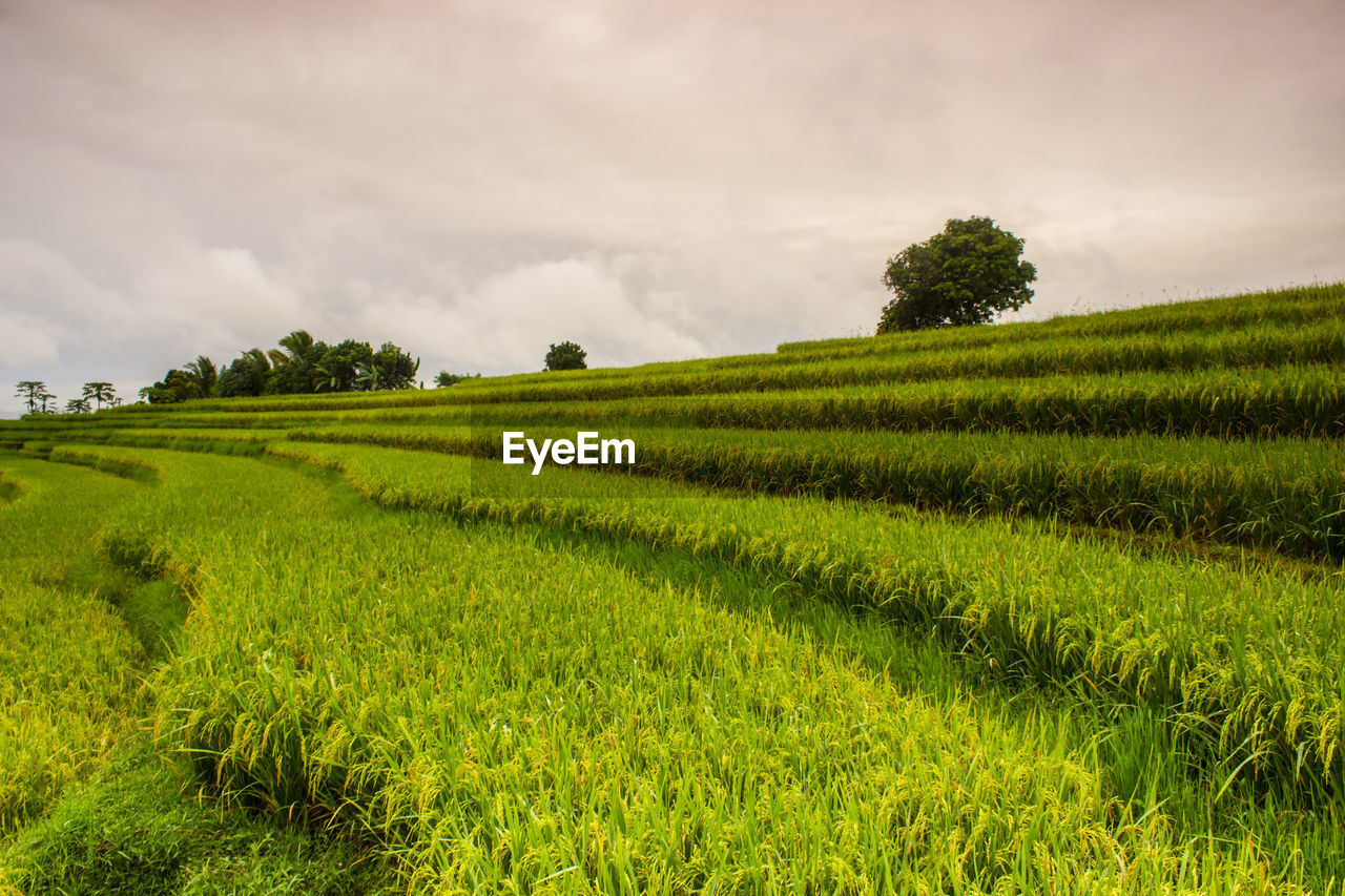 SCENIC VIEW OF FARM AGAINST SKY