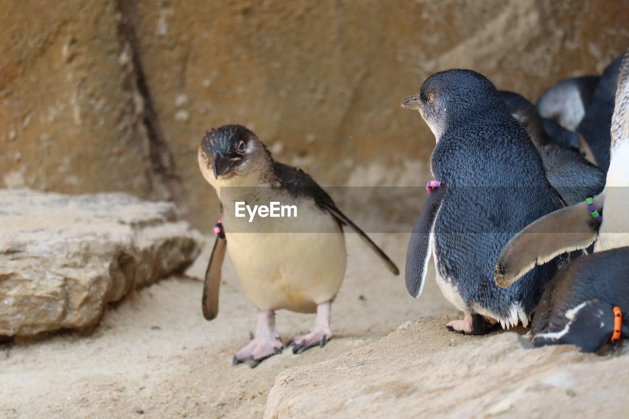 High angle view of penguins on rock