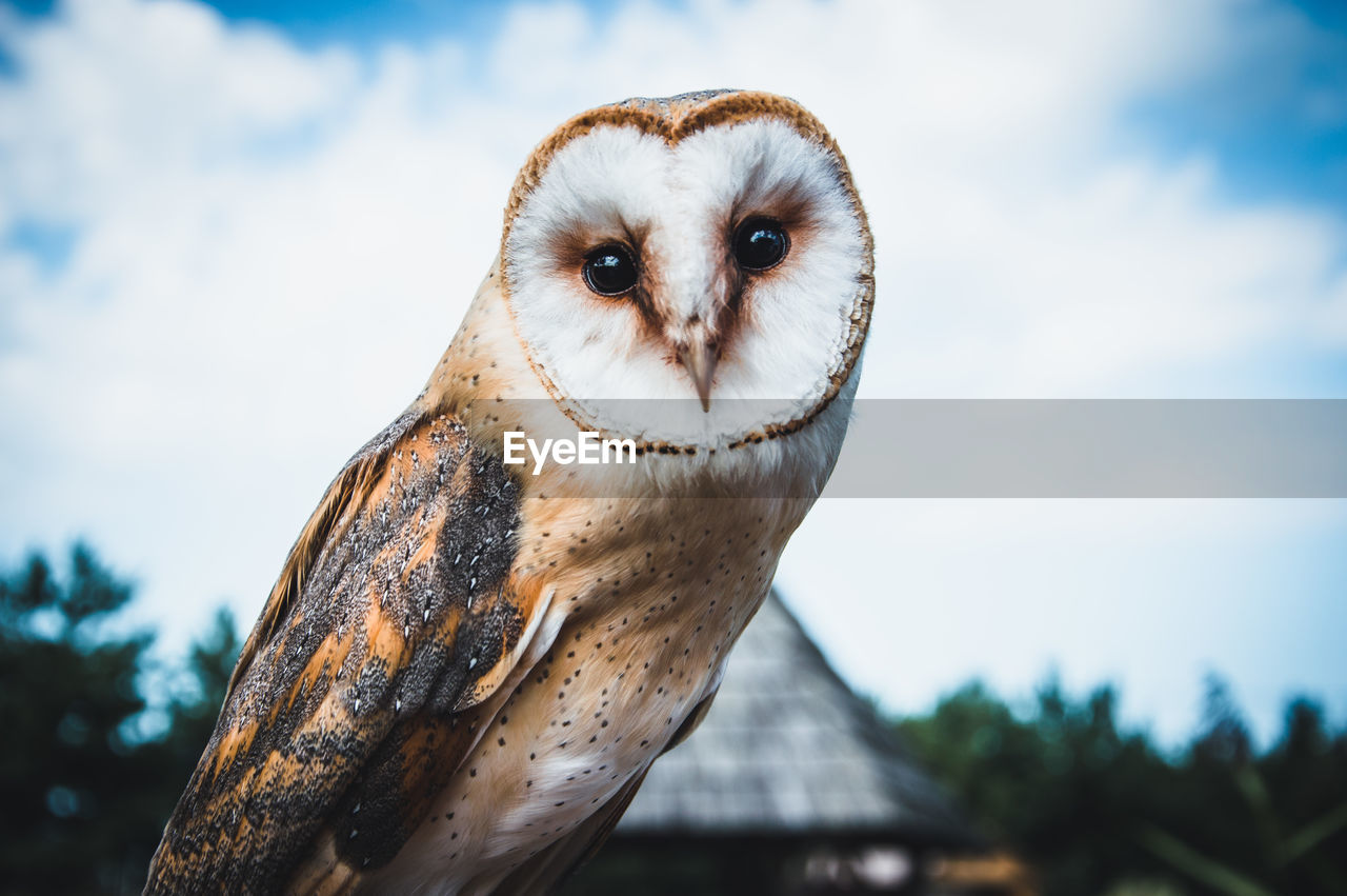 Close-up portrait of a owl