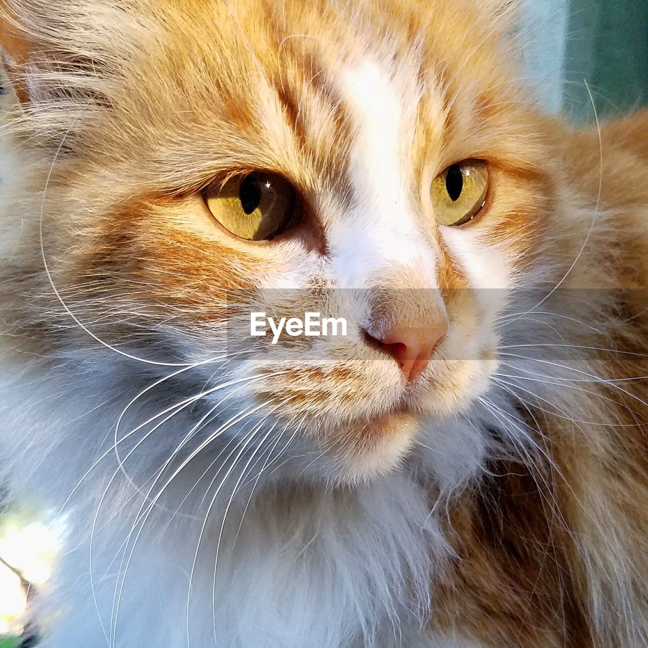 CLOSE-UP PORTRAIT OF CAT WITH EYES