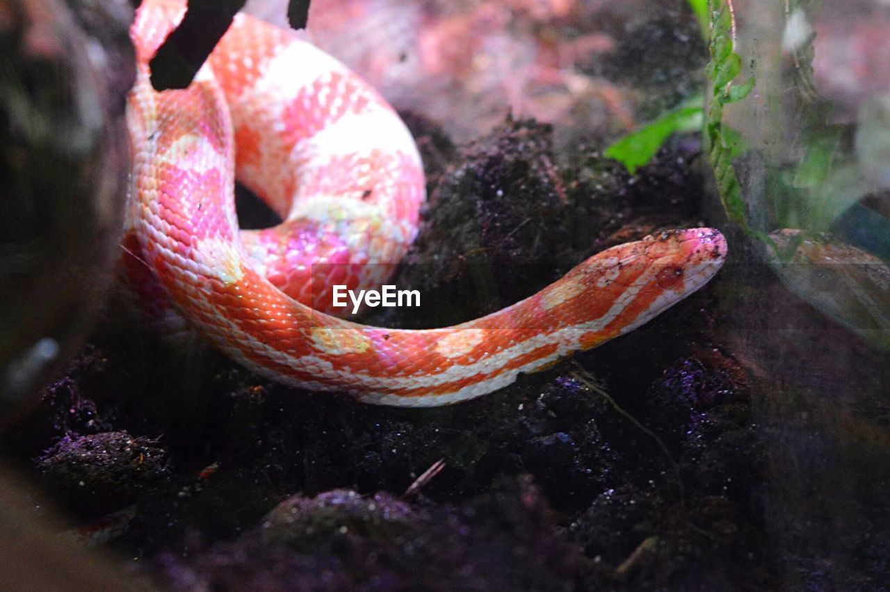 Close-up of snake in captivity