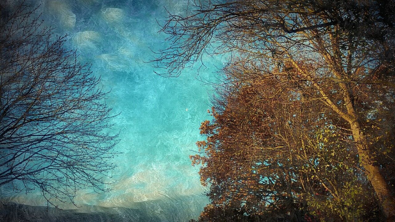 LOW ANGLE VIEW OF TREES AGAINST SKY