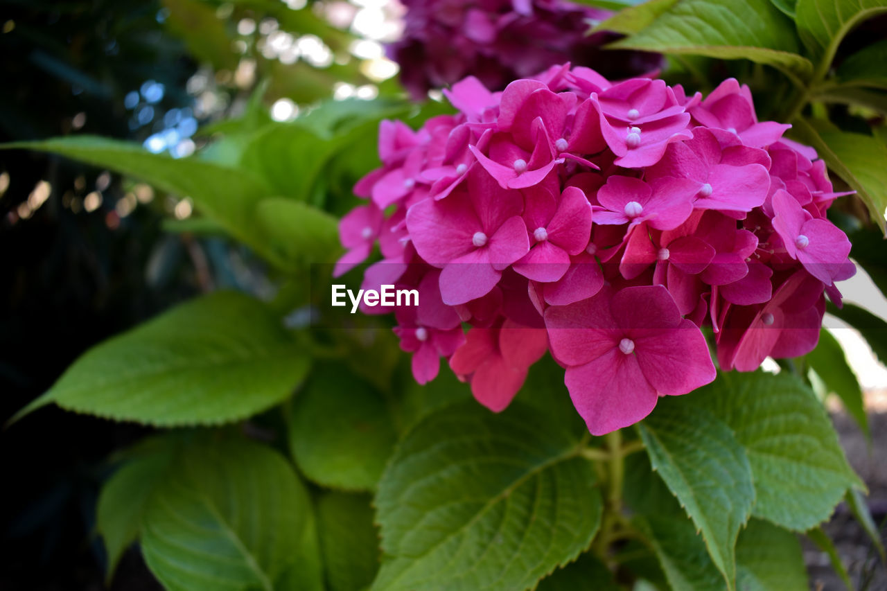 plant, flowering plant, flower, beauty in nature, fragility, vulnerability, growth, petal, leaf, close-up, freshness, plant part, pink color, inflorescence, flower head, focus on foreground, nature, day, no people, green color, outdoors, bunch of flowers, lilac