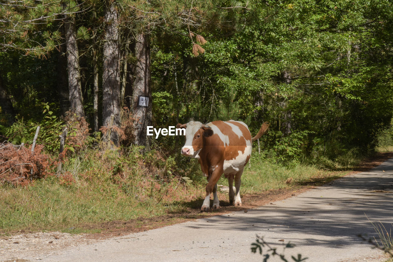 HORSE STANDING IN FOREST