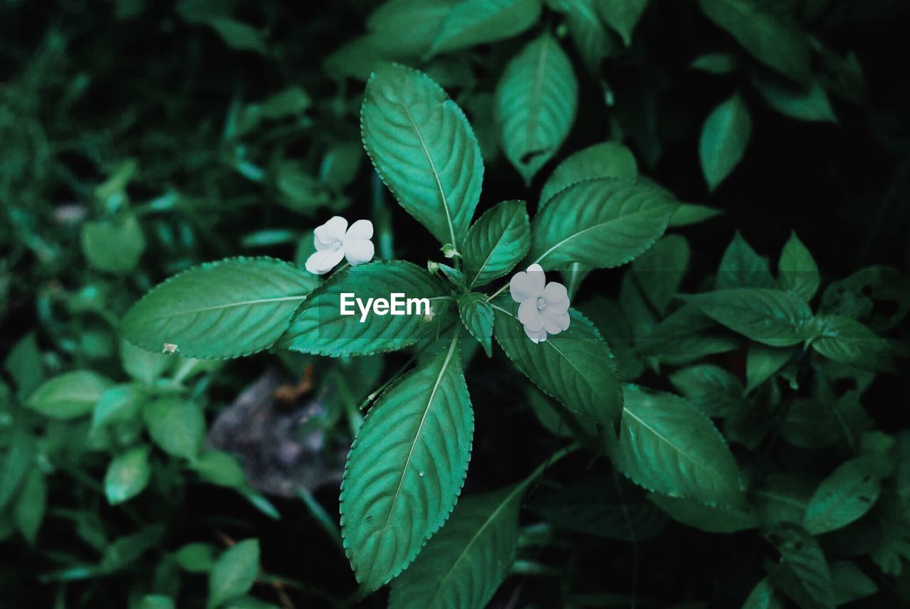 High angle view of iris blooming outdoors