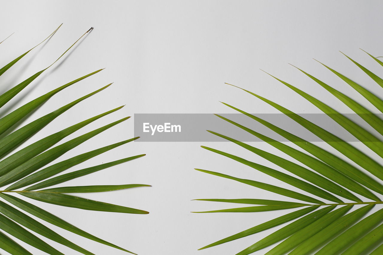 plant, branch, leaf, tree, palm leaf, plant part, nature, green, palm tree, growth, grass, no people, beauty in nature, tropical climate, twig, line, plant stem, outdoors, close-up, day, frond, saw palmetto, tranquility, environment, sky, flower